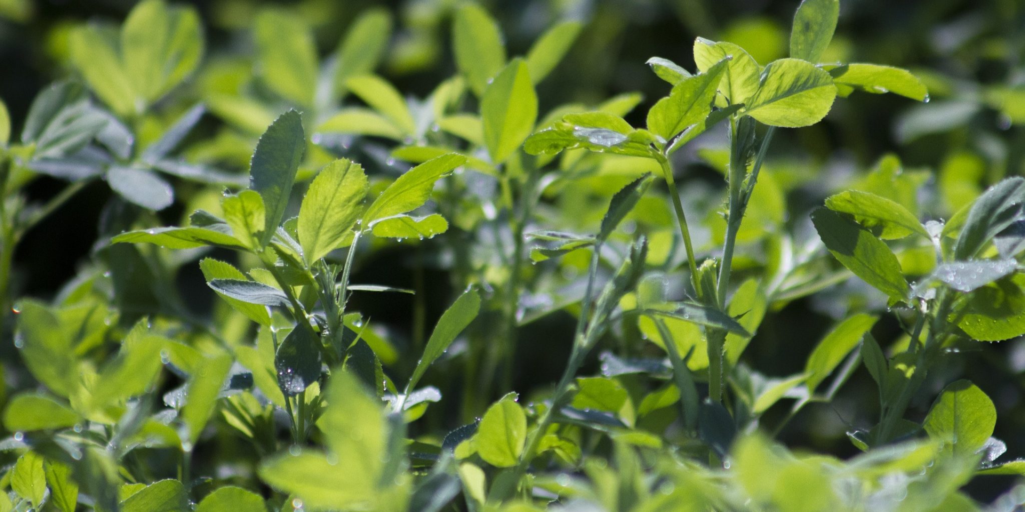 berentsen pasto jardin calidad resistente alfalfa jupiter san miguelito milenia green perene anual forraje temporal riego maiz amarillo blanco