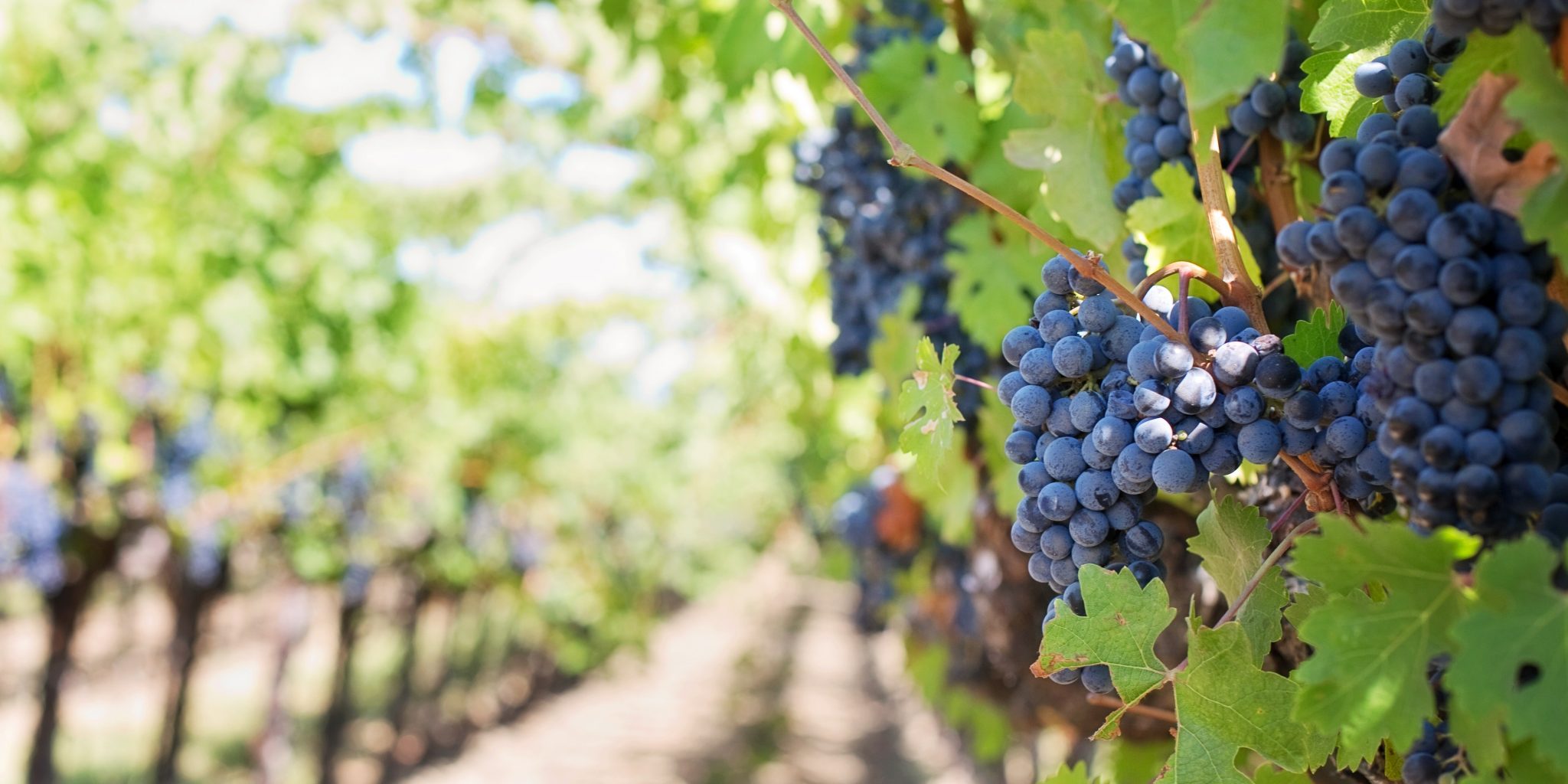 vid vino parra uva vino ruta del vino caldo bordoles cobre foliar plaga insecticida herbicida equipo